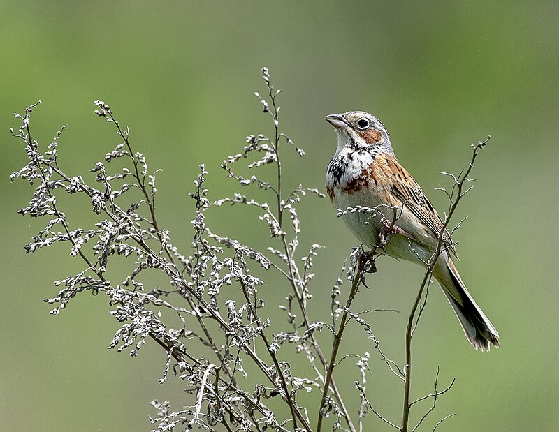 Chestnut-eared Bunting (Emberiza fucata) photo