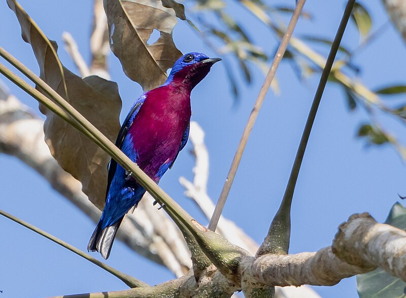 Purple-breasted Cotinga (Cotinga cotinga) photo