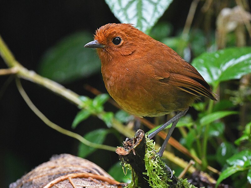 Chami Antpitta (Grallaria alvarezi) photo