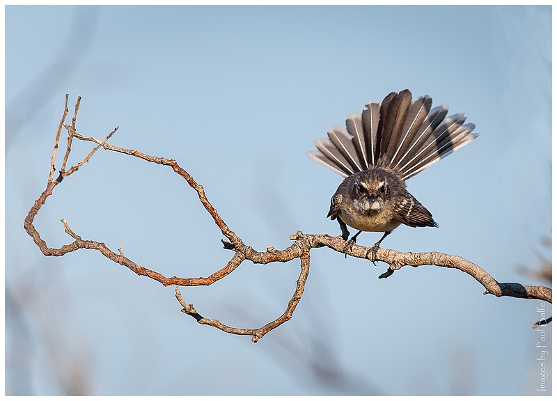 Mangrove Fantail (Rhipidura phasiana) photo