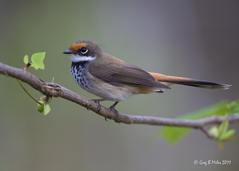 Australian Rufous Fantail (Rhipidura rufifrons) photo