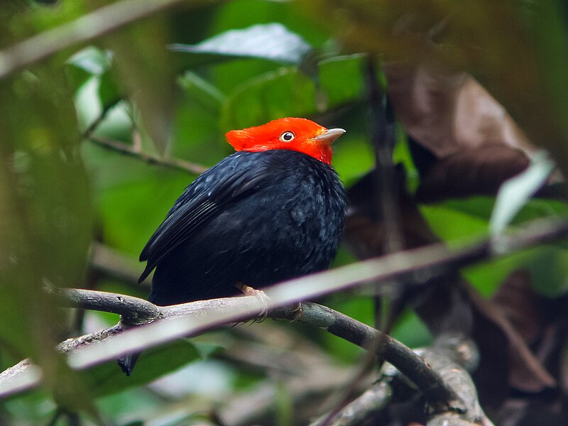 Scarlet-horned Manakin (Ceratopipra cornuta) photo