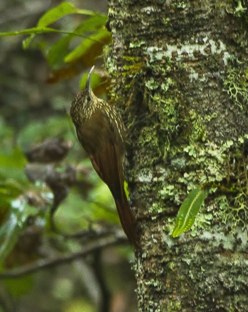 Spot-crowned Woodcreeper (Lepidocolaptes affinis) photo