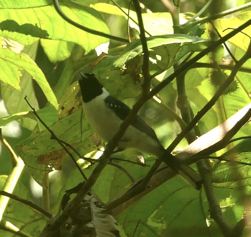 Spot-winged Monarch (Symposiachrus guttula) photo