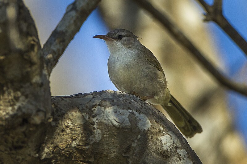 Thamnornis (Thamnornis chloropetoides) photo