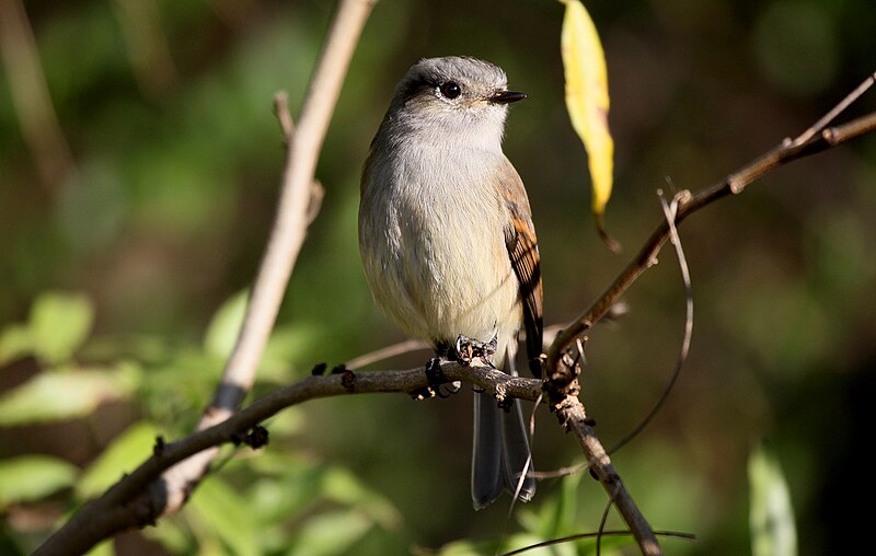 Patagonian Tyrant (Colorhamphus parvirostris) photo