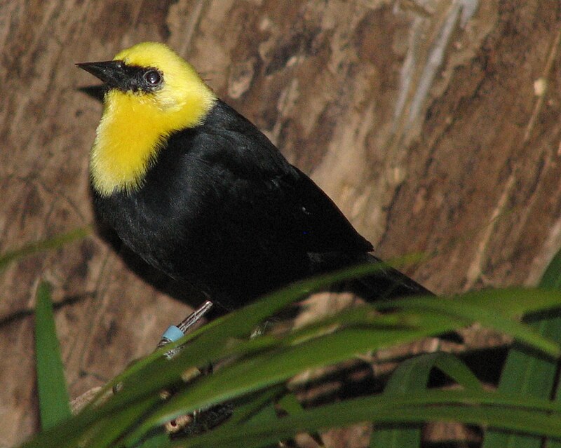 Yellow-hooded Blackbird (Chrysomus icterocephalus) photo