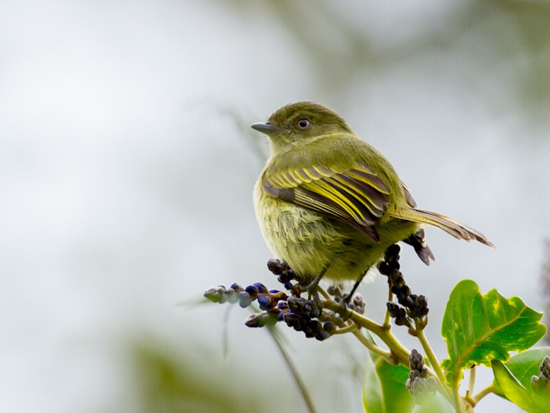 Bolivian Tyrannulet (Zimmerius bolivianus) photo
