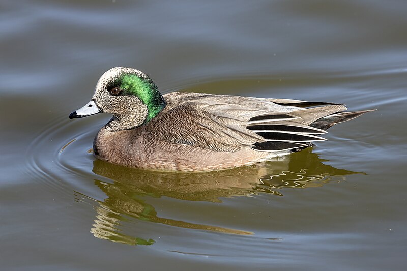 American Wigeon (Mareca americana) photo