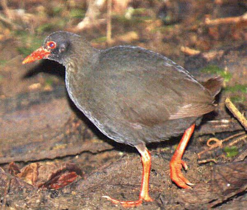 Calayan Rail (Gallirallus calayanensis) photo