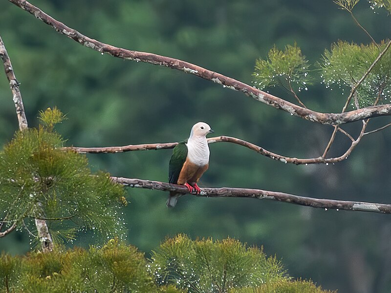 Cinnamon-bellied Imperial-Pigeon (Ducula basilica) photo