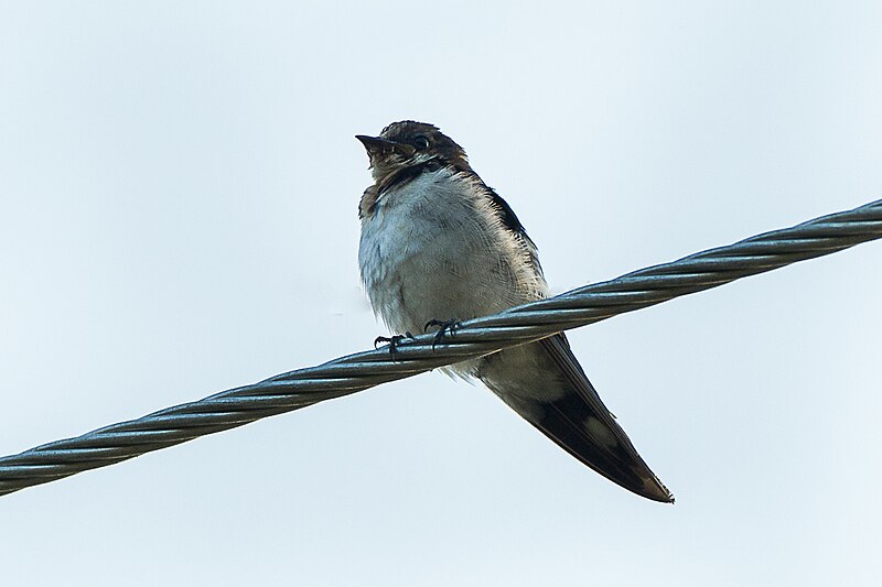 Ethiopian Swallow (Hirundo aethiopica) photo