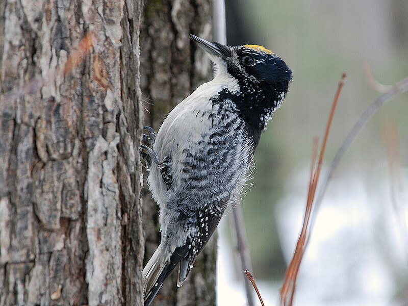 American Three-toed Woodpecker (Picoides dorsalis) photo