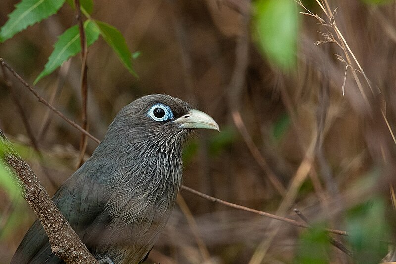 Blue-faced Malkoha (Phaenicophaeus viridirostris) photo