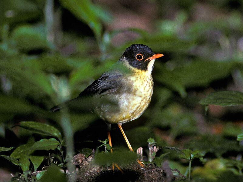 Yellow-throated Nightingale-Thrush (Catharus dryas) photo