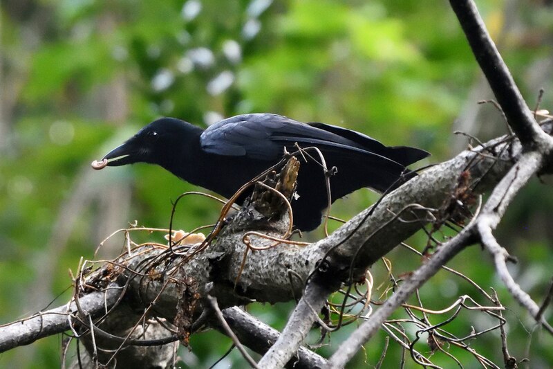 New Caledonian Crow (Corvus moneduloides) photo