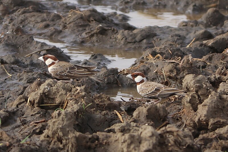 Chestnut-headed Sparrow-Lark (Eremopterix signatus) photo