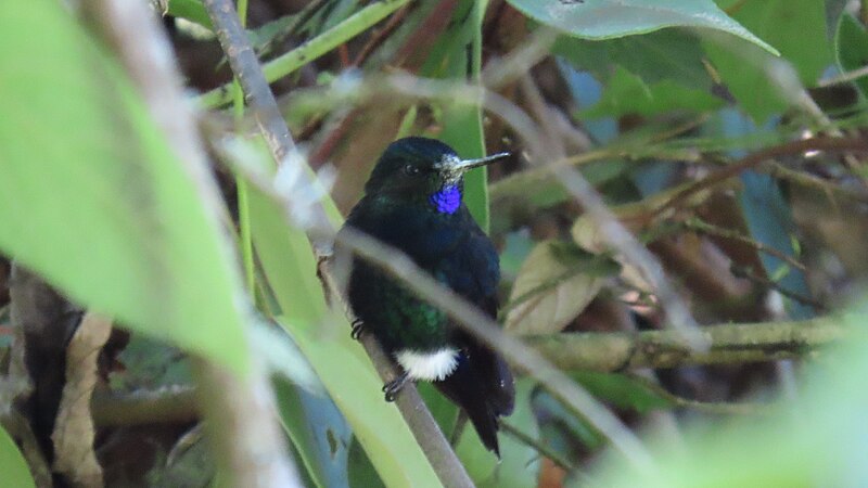 Black-breasted Puffleg (Eriocnemis nigrivestis) photo