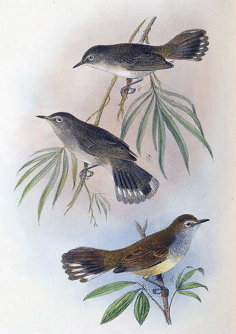 Lord Howe Gerygone (Gerygone insularis) photo