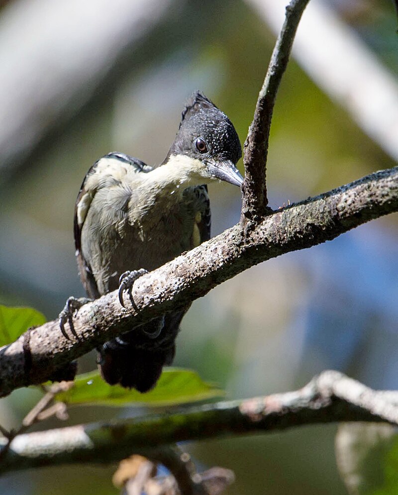 Heart-spotted Woodpecker (Hemicircus canente) photo