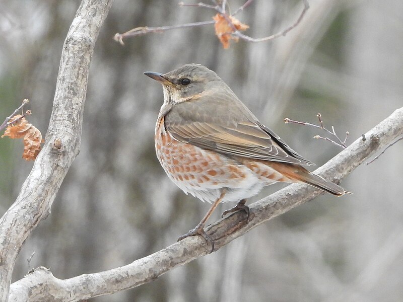 Naumann's Thrush (Turdus naumanni) photo