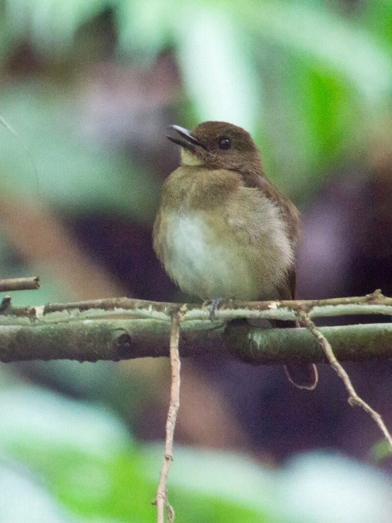 Negros Jungle Flycatcher (Vauriella albigularis) photo