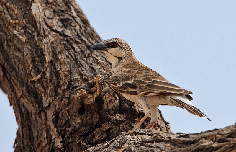Donaldson Smith's Sparrow-Weaver (Plocepasser donaldsoni) photo