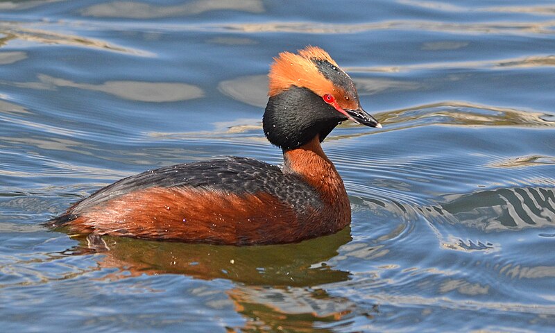 Horned Grebe (Podiceps auritus) photo