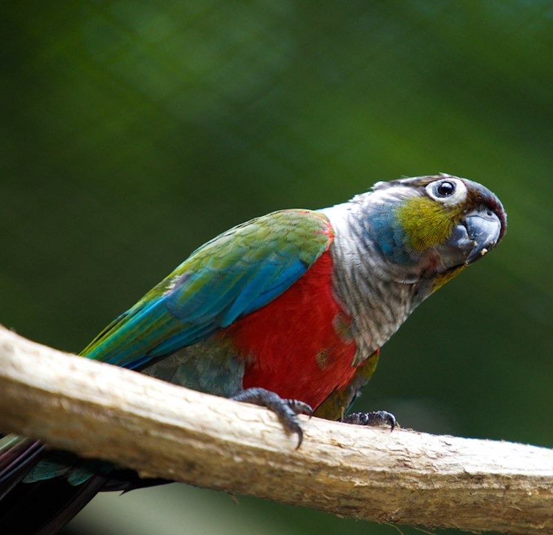 Crimson-bellied Parakeet (Pyrrhura perlata) photo