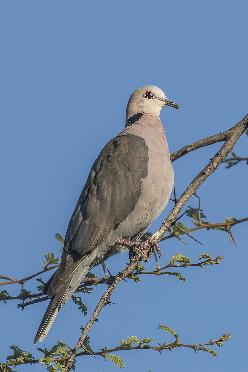 Red-eyed Dove (Streptopelia semitorquata) photo