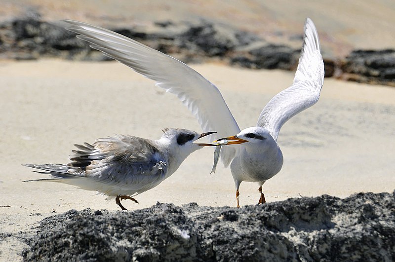 Snowy-crowned Tern (Sterna trudeaui) photo