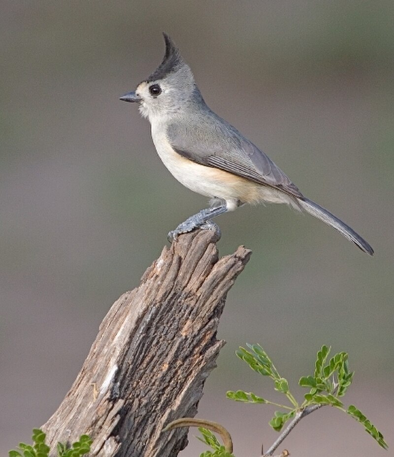 Black-crested Titmouse (Baeolophus atricristatus) photo