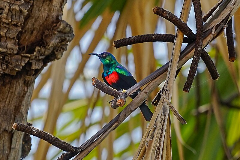 Abyssinian Sunbird (Cinnyris habessinicus) photo