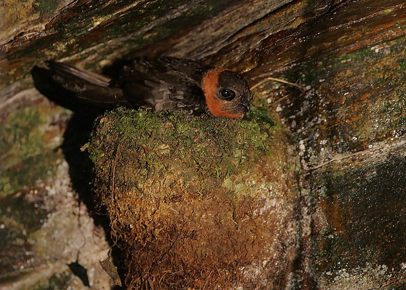 Chestnut-collared Swift (Streptoprocne rutila) photo