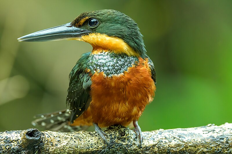Green-and-rufous Kingfisher (Chloroceryle inda) photo