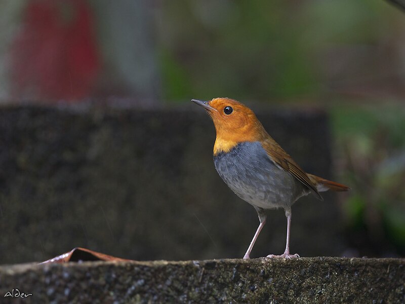 Japanese Robin (Larvivora akahige) photo