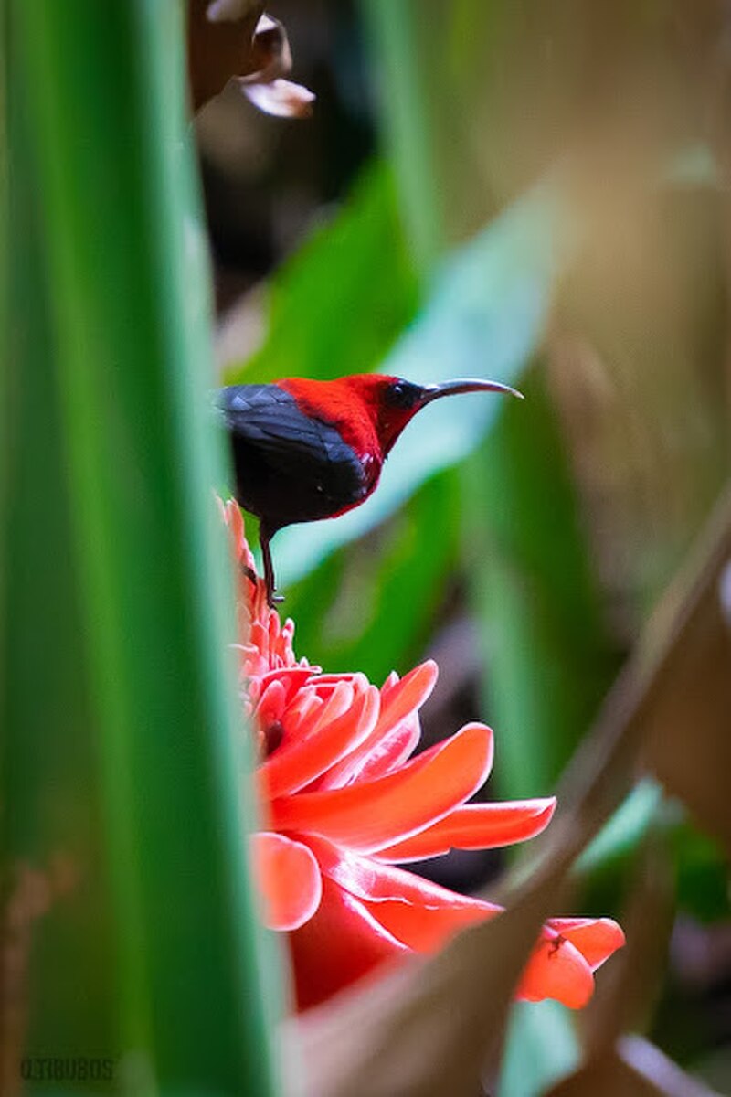 Magnificent Sunbird (Aethopyga magnifica) photo