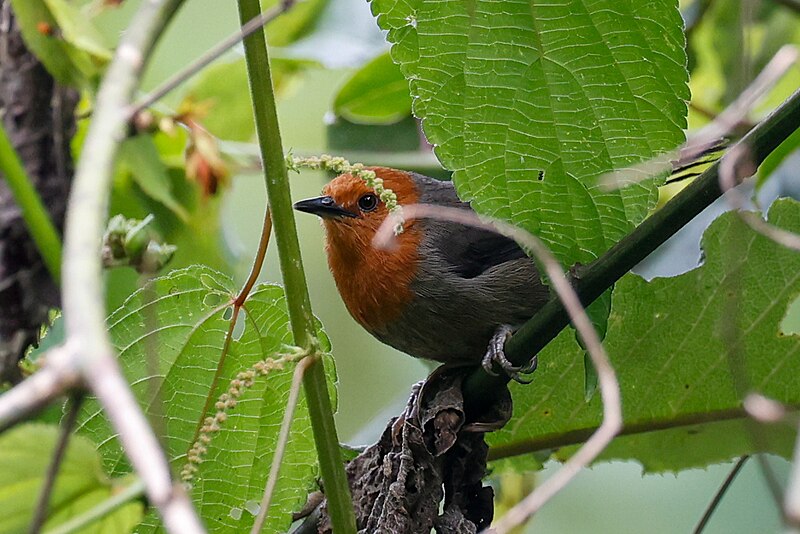 Mrs. Moreau's Warbler (Scepomycter winifredae) photo