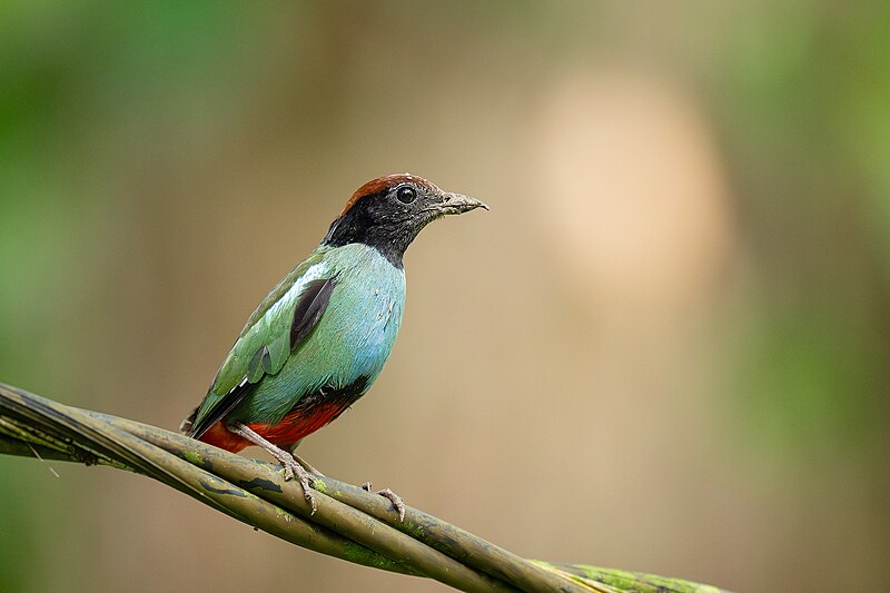 Nicobar Hooded Pitta (Pitta abbotti) photo