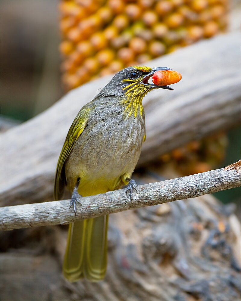 Stripe-throated Bulbul (Pycnonotus finlaysoni) photo