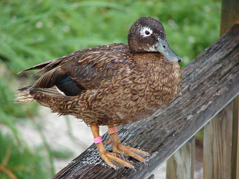 Laysan Duck (Anas laysanensis) photo