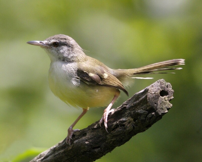 Bar-winged Prinia (Prinia familiaris) photo