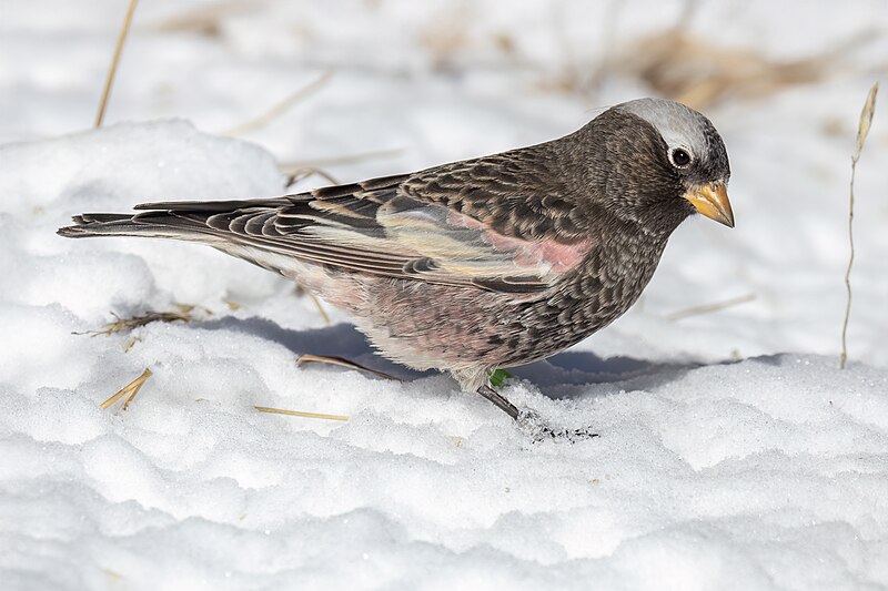 Black Rosy-Finch (Leucosticte atrata) photo
