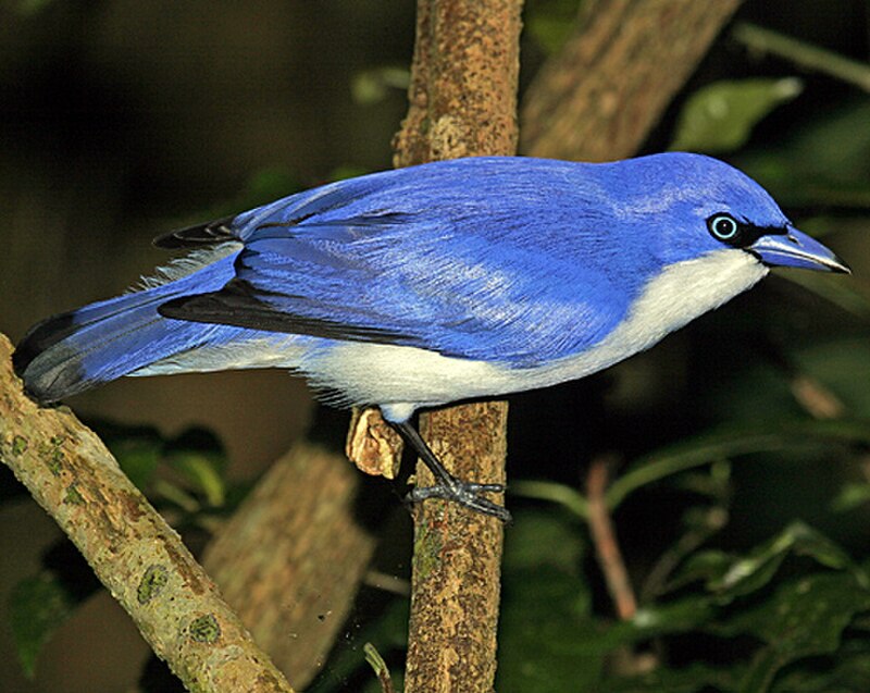 Comoro Blue Vanga (Cyanolanius comorensis) photo