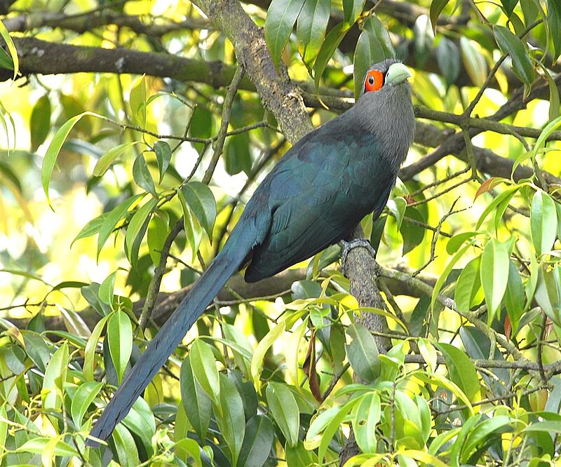 Chestnut-bellied Malkoha (Phaenicophaeus sumatranus) photo