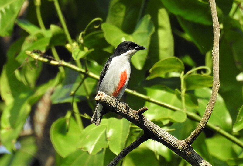 Red-keeled Flowerpecker (Dicaeum australe) photo