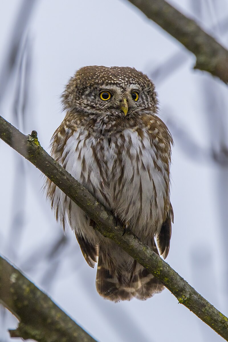 Eurasian Pygmy-Owl (Glaucidium passerinum) photo