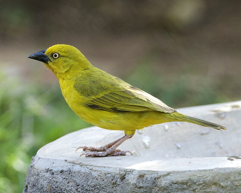 Holub's Golden-Weaver (Ploceus xanthops) photo