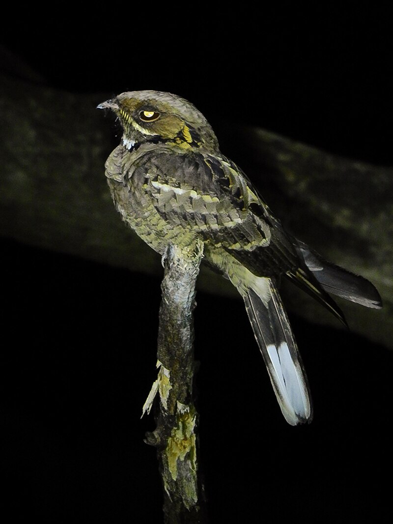 Jerdon's Nightjar (Caprimulgus atripennis) photo