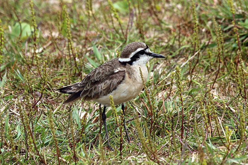 Kittlitz's Plover (Anarhynchus pecuarius) photo